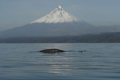 Серый кит КамчаткаLED_2341.jpg