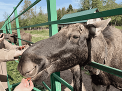 Лосиная ферма в Костроме