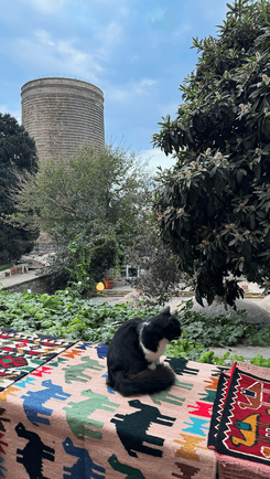 Кот в Баку, Азербайджан