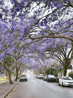 Дерево в Австралии