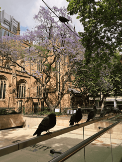 Собор Святого Андрея в Сиднее