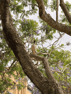 Птица в Австралии