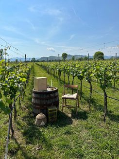 Винодельня в Черногории