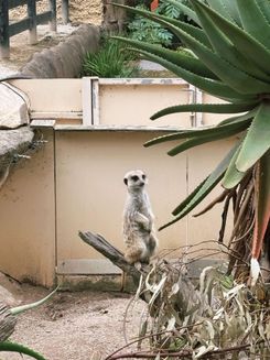 Зоопарк в Австралии