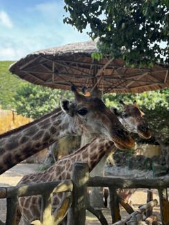 Зоопарк в парке развлечений VinWonders