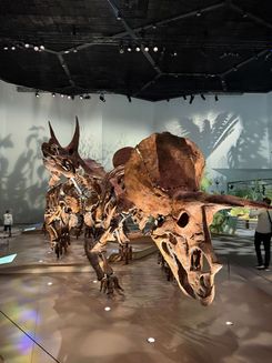 исторический музей 5.jpeg