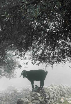 красивый козёл.jpg