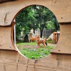 красные волки.jpg