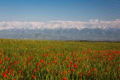 маковые поля.jpg