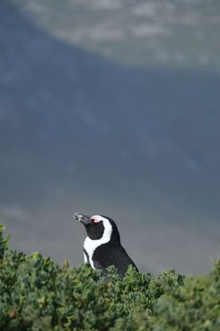 пингвины на бетис бей(1).jpg