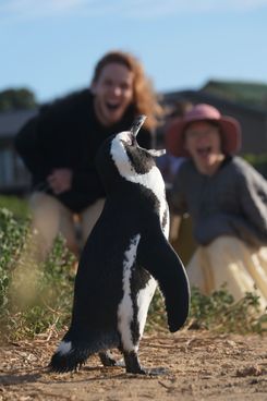 пингвины на бетис бей(3).jpg