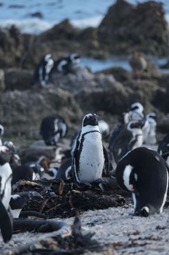 пингвины на бетис бей(5).jpg