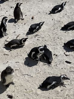 пингвины на болдерс бич.jpg