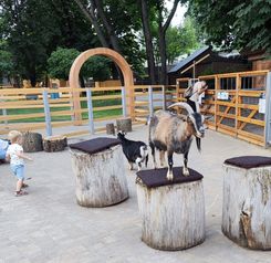 площадка общения козочки.jpg