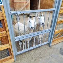 площадка общения овечки.jpg