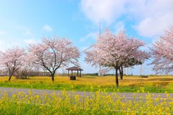 Весна на Чеджу