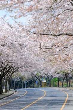 Цветение вишни на острове Чеджу в Южной Корее