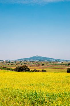 Рапсовое поле на острове Чеджу в Южной Корее