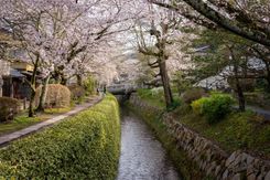 Цветение сакуры в Киото