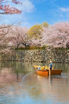 Сакура в Японии