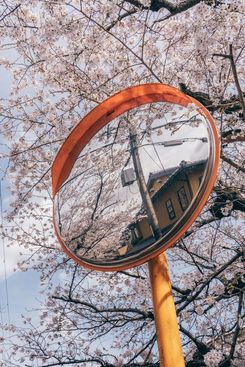 Сакура в Японии