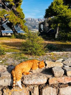 Кот в Будве, Черногория