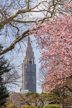 Сакура в Синдзюку-Гёэн, Токио, Япония