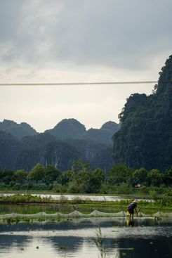 Рисовые террасы в Ниньбине, Вьетнам