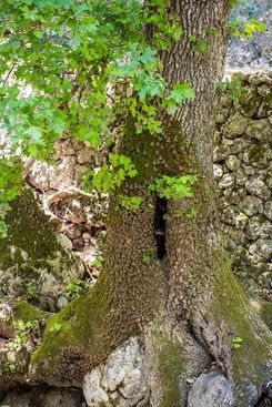 Долина бабочек на Родосе