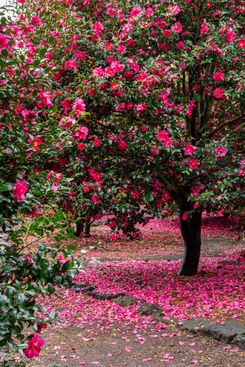 Цветение камелии на острове Чеджу в Южной Корее