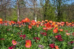 весна париж.jpg