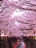 Набережная реки Мэгуро с сакурой
