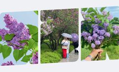 Где любоваться цветущей сиренью в Алматы