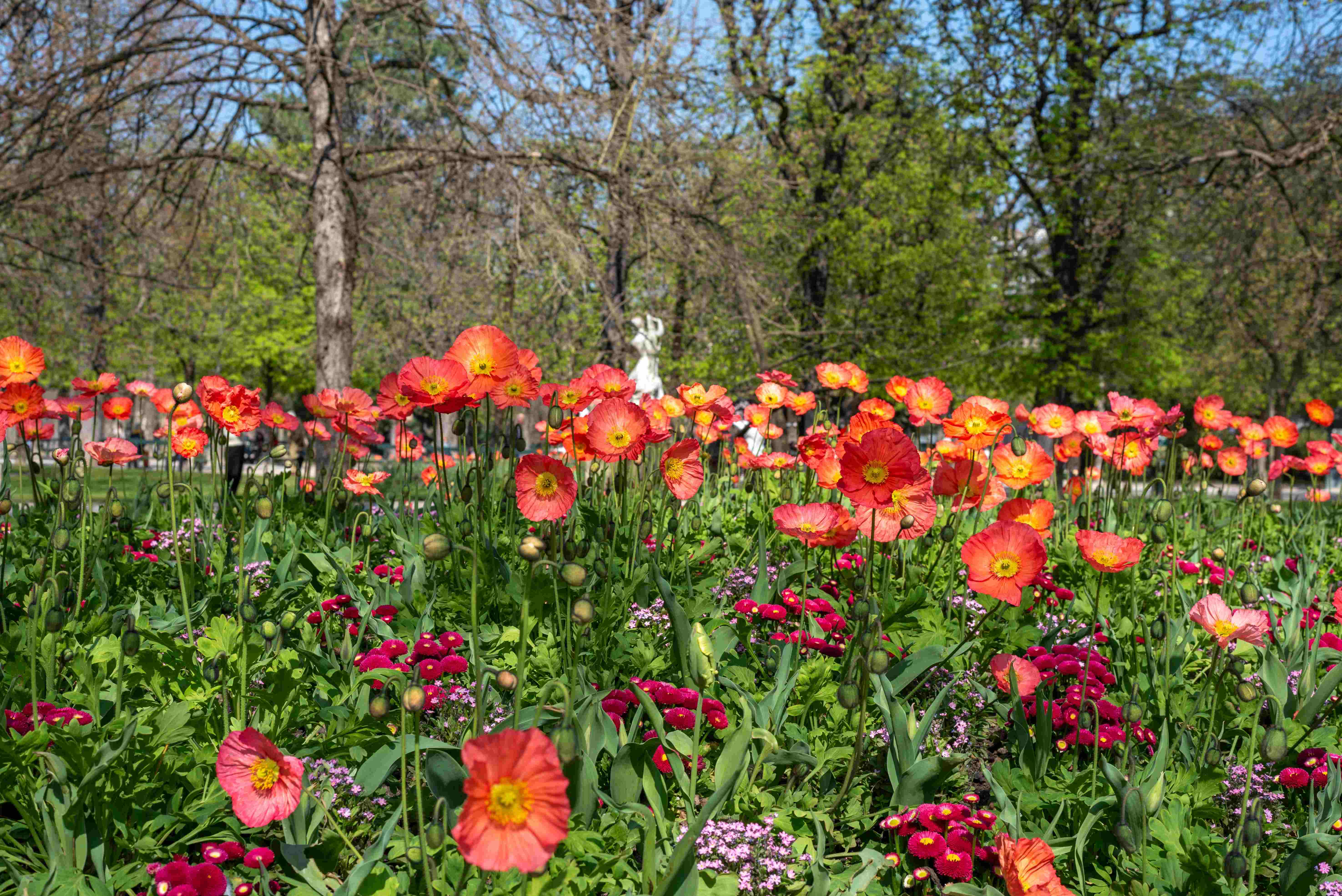 весна париж.jpg