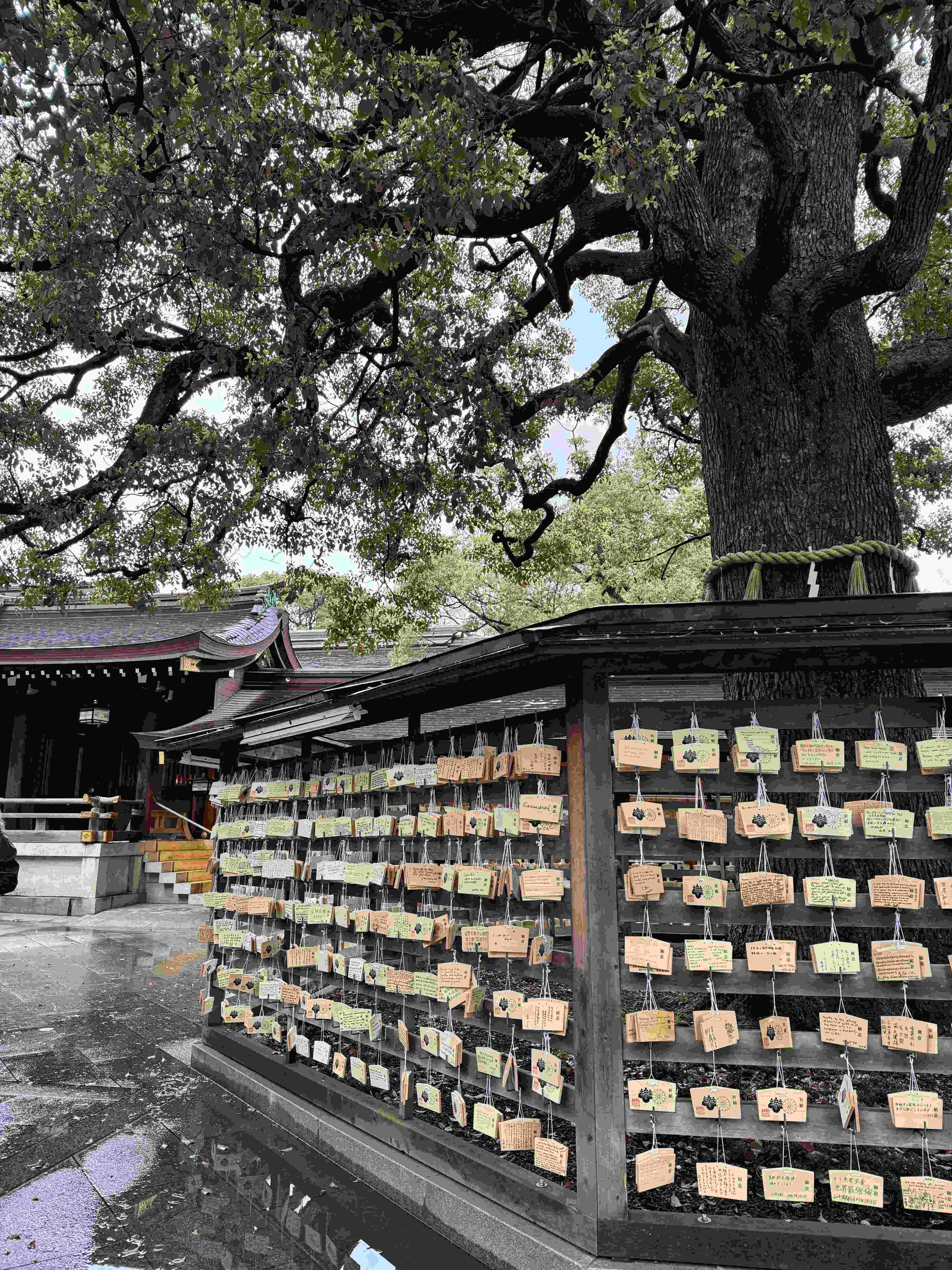 внутри храма Мейдзи2.jpg